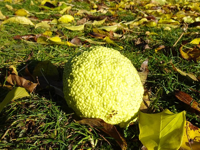 Arboretum1231 007