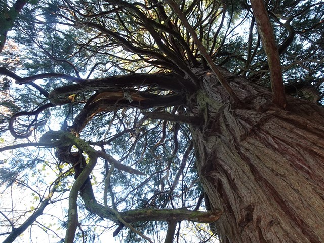 Arboretum1231 012