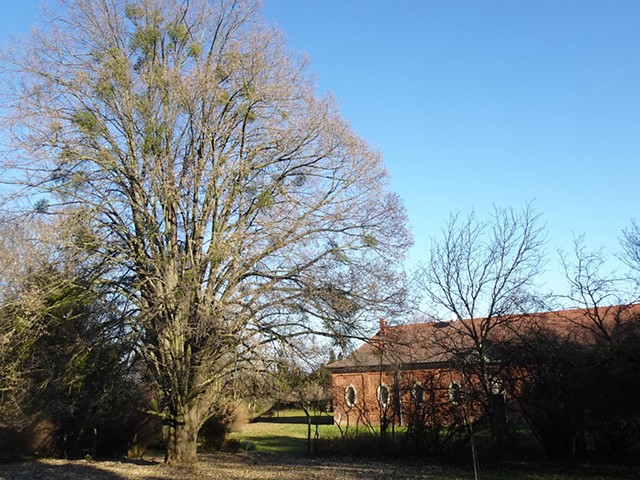 Arboretum1231 019