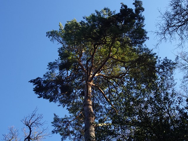Arboretum1231 020