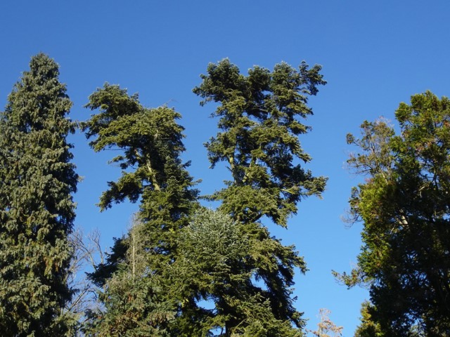 Arboretum1231 021