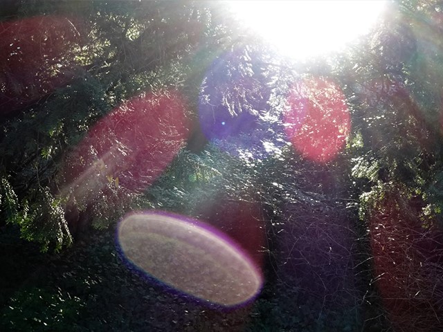 Arboretum1231 024
