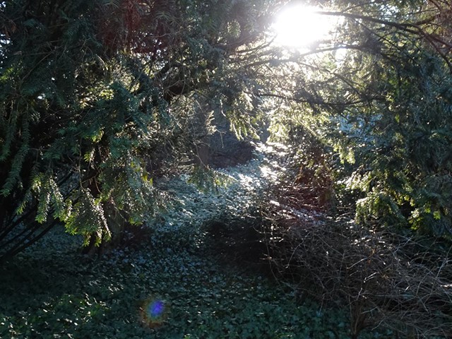 Arboretum1231 025