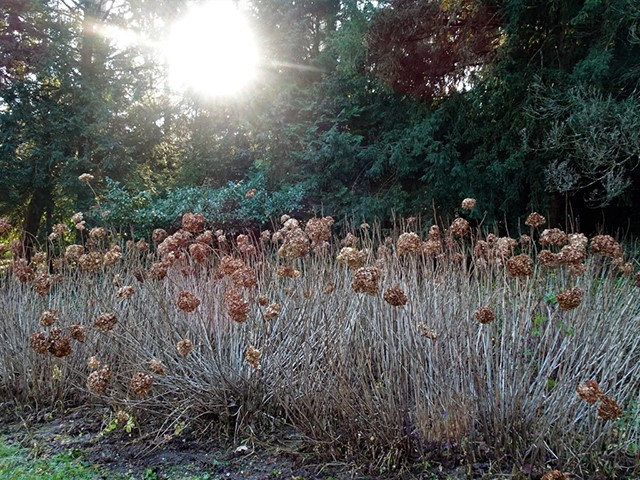 Arboretum1231 026